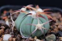 Echinocactus horizonthalonius PD 110